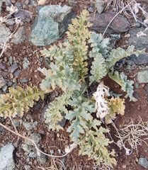 Pedicularis anthemifolia