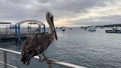 Pelecanus occidentalis urinator