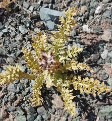 Pedicularis anthemifolia