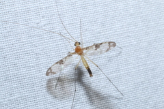 Macrocera