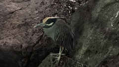 Nyctanassa violacea pauper