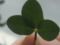 Trifolium fragiferum