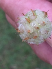 Trifolium fragiferum