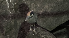 Nyctanassa violacea pauper