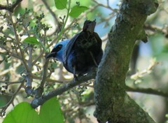 Stilpnia cyanicollis