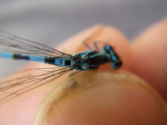 Coenagrion mercuriale