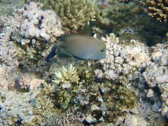 Ctenochaetus striatus