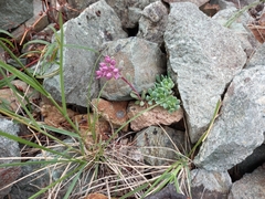 Hylotelephium cyaneum