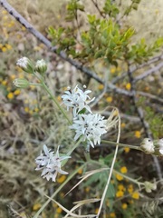 Florestina tripteris