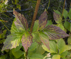 Valeriana sitchensis