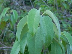 Prunus ilicifolia lyonii
