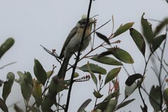 Acanthagenys rufogularis