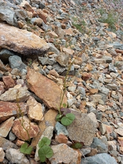 Oxyria digyna