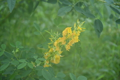 Crotalaria longirostrata