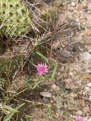 Palafoxia sphacelata