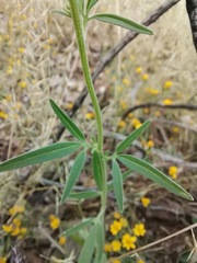 Florestina tripteris