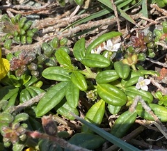 Zieria prostrata