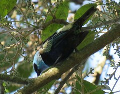 Stilpnia cyanicollis