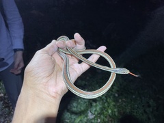 Thamnophis proximus rubrilineatus