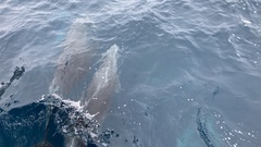 Delphininae