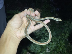 Thamnophis proximus rubrilineatus