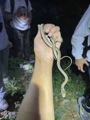 Thamnophis proximus rubrilineatus