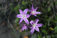 Leucocoryne violacescens