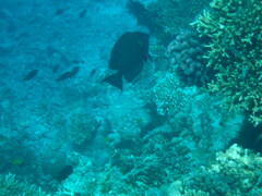 Acanthuridae