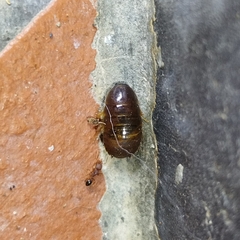 Pycnoscelus surinamensis