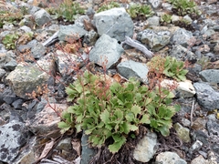Micranthes punctata