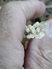 Alyssum desertorum
