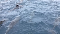 Delphininae