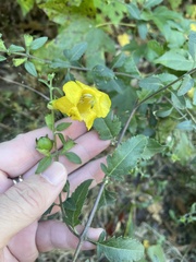 Aureolaria grandiflora