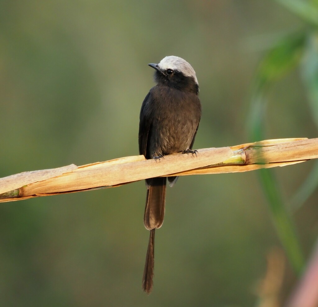 Long-tailed Tyrant photo