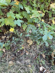 Aureolaria grandiflora