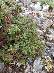 Rhododendron redowskianum