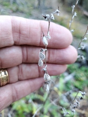 Cynoglossum officinale