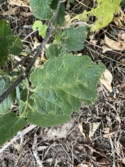 Celtis reticulata