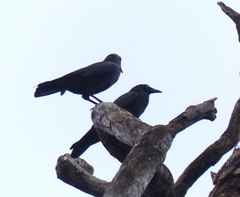 Corvus mellori