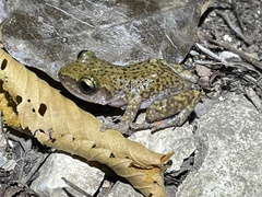 Eleutherodactylus marnockii