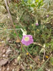 Ipomoea costellata