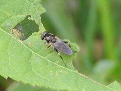 Chalcosyrphus metallicus