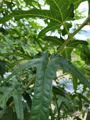Moraceae