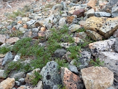 Sieversia pusilla