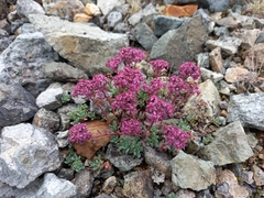 Hylotelephium cyaneum