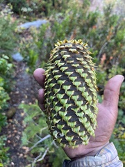 Abies magnifica shastensis