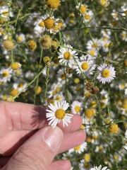 Boltonia asteroides