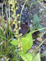 Mosla dianthera