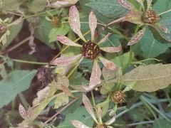 Bidens tripartita