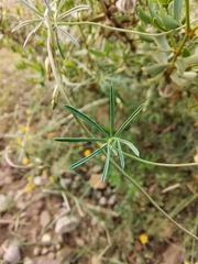 Ipomoea costellata